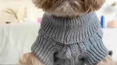 cute-dogs-dog-funny-baby-dogs-funny-pet-videos-new2022