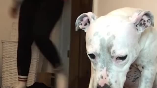 Super funny dog