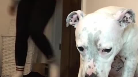 Super funny dog