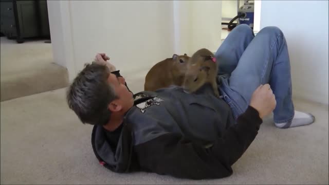 A Very Friendly Capybara - Too Cute.