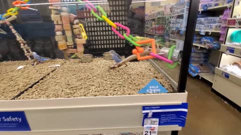 EXPLORANDO ALGUNOS ANIMALES PETSMART EN TODAS PARTES