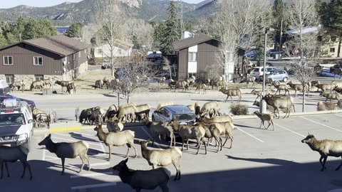 Huge Elk Herd Passes Through Estes Park