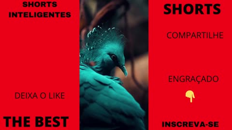 A Victoria crowned pigeon