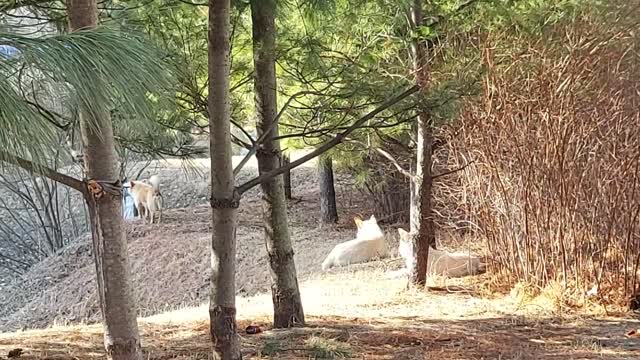 그들은 거기에 훌륭한 경비원입니다.