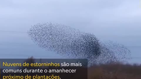 Estas nubes danzantes pueden reunir a decenas de miles de pájaros