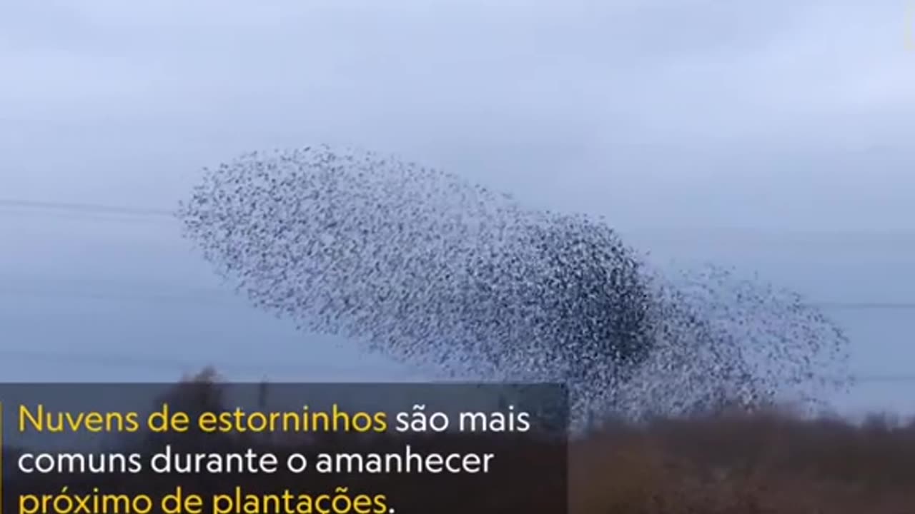 Estas nubes danzantes pueden reunir a decenas de miles de pájaros