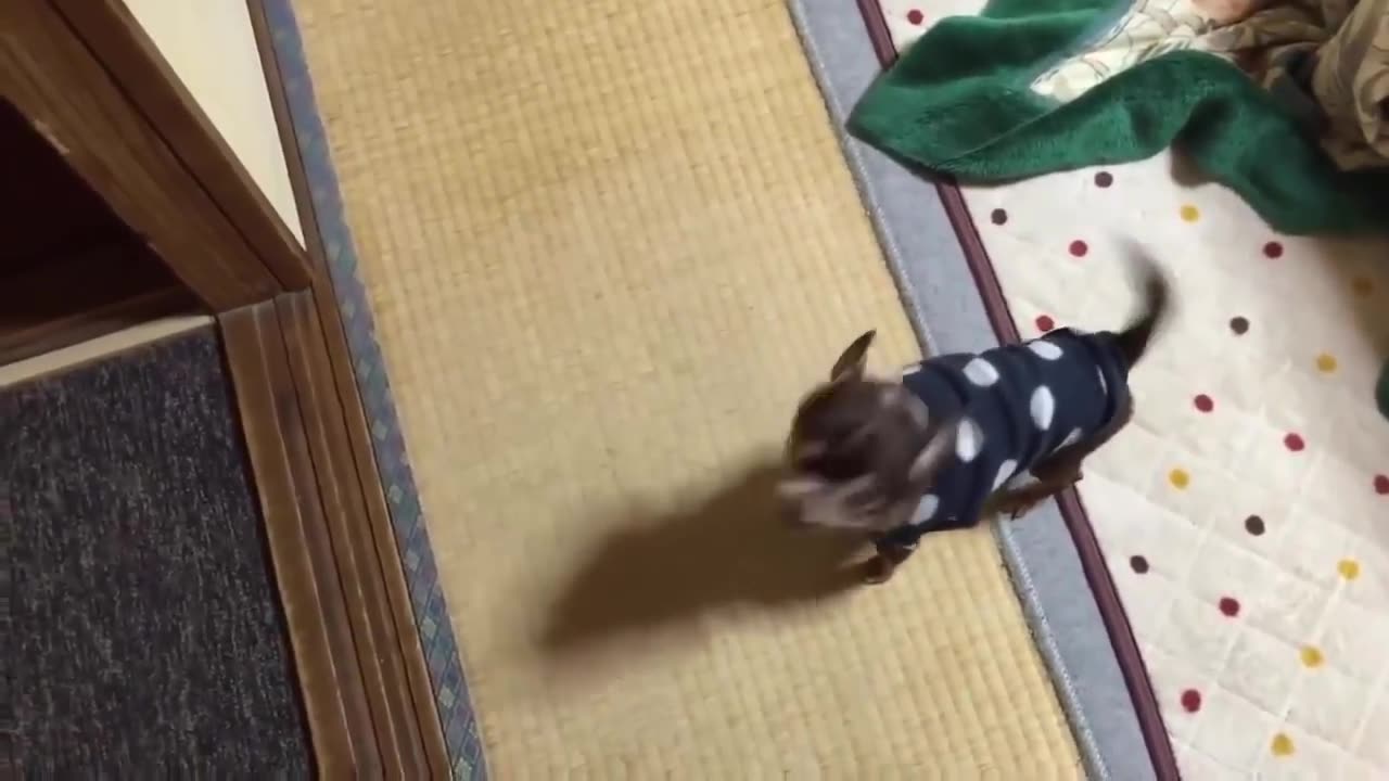 Top 10 dogs barking compilation