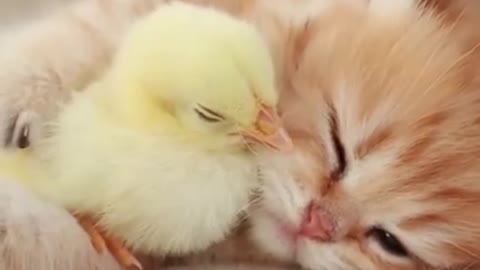 cute cat sleeps with a chick