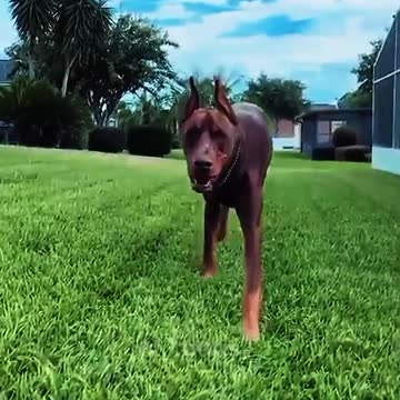 Dangerous beautiful long ear dog 🐩 Dober man