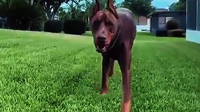 Dangerous beautiful long ear dog 🐩 Dober man