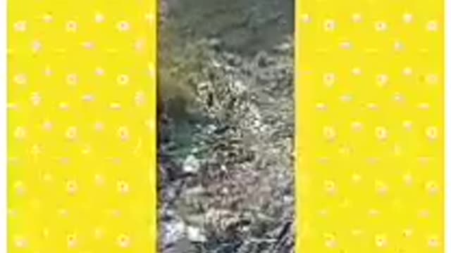 Funny animals videos