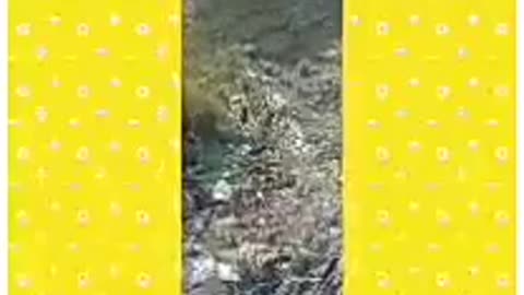 Funny animals videos