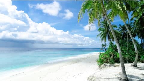 White sand beach and palm trees