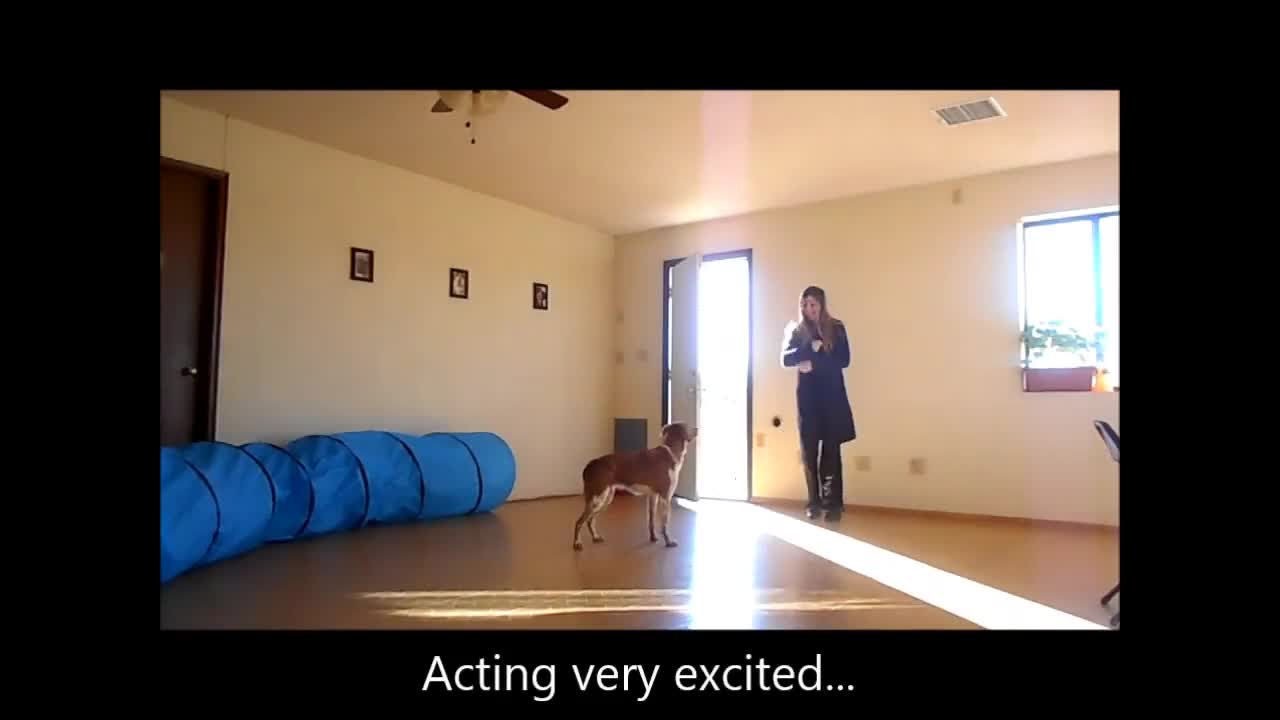 Training for Dogs - Stopping Jumping Problem