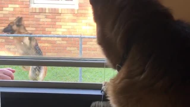 German Shepherd sees best friend