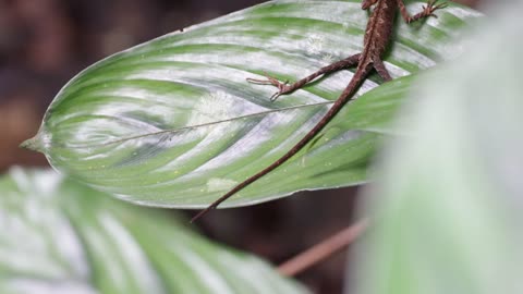 Lizard moving only its head and eyes while laying on a leaf