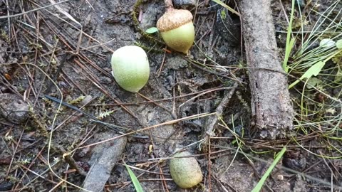 Acorns