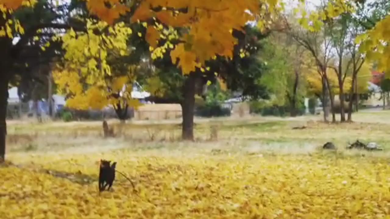 Wildlife