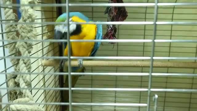 A super strong Jack the parrot that can open a beer bottle with his beak