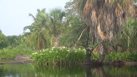 MEXICO SWAMP TOUR