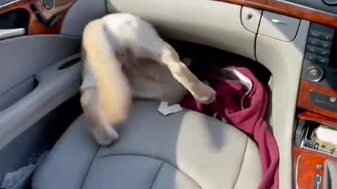 The dog will not want to sleep in a car in the next life