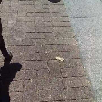 3.9.2024 Out of Control Kuranda