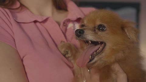 Person carrying a little dog