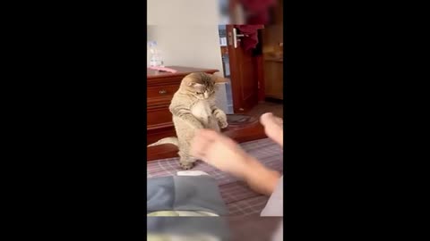 "Adorable cats and dogs in their funniest moments! Laugh out loud with these cute pets!"