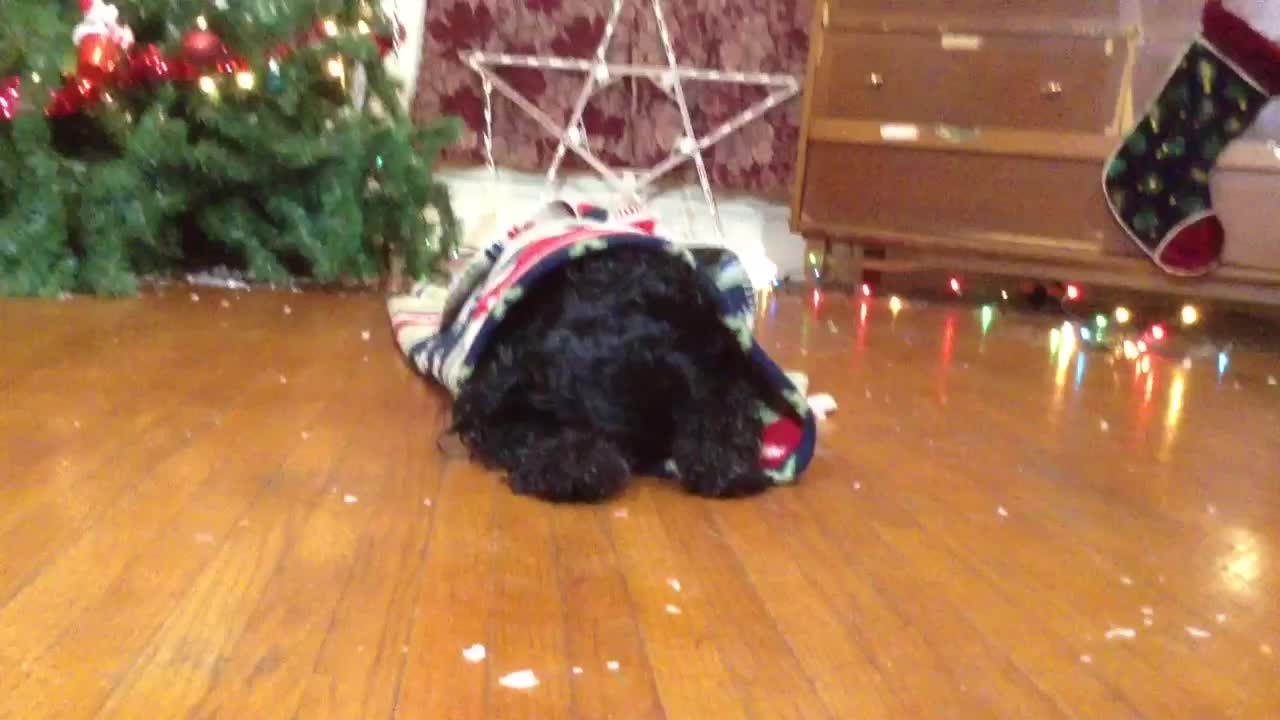 Dog performs series of Holiday-inspired tricks