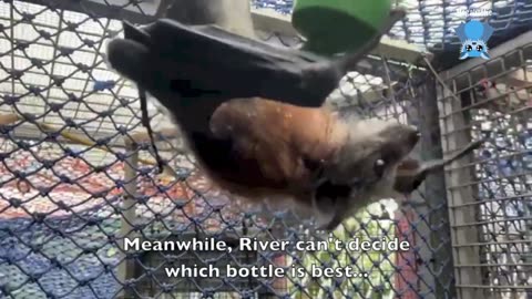 Juvenile flying-fox in care Pelican excels at the non-cooperation game