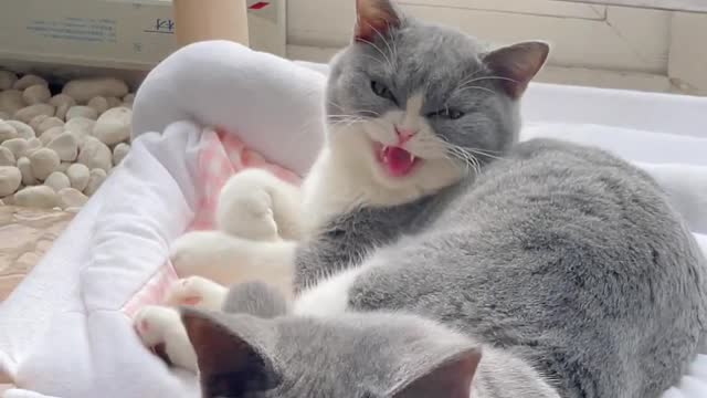 Your Lovely Cat 😻 Make you feel Happy