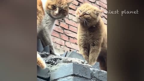 Funny Dogs And Cats Videos 2024