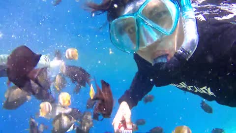 INDONESIA, Play with ecosistem Underwater Fauna in BUNAKEN, SULAWESI ISLAND, INDONESIA