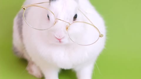 Reading rabbit