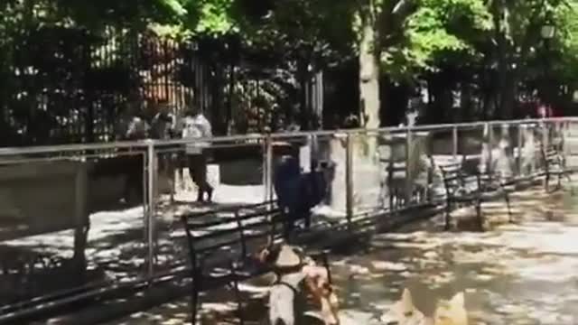 Funny chase of dogs