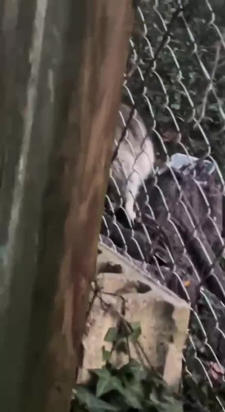 Attention deficit disorder 😂🤣