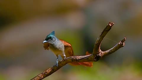 Wildlife and Funs