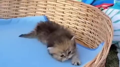 Funny dogs