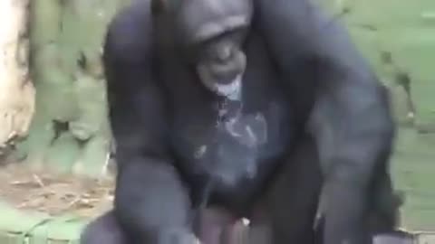 smoking monkey