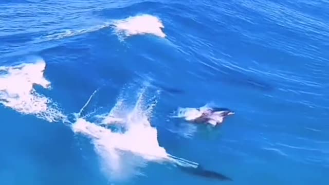 Smart dolphins are really good surfers in the ocean