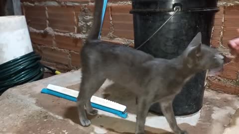 Blue Cat , um gato feraz muito bonito.