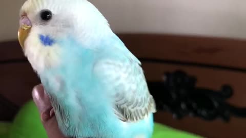 Cute Bird Falling in Love with my Finger