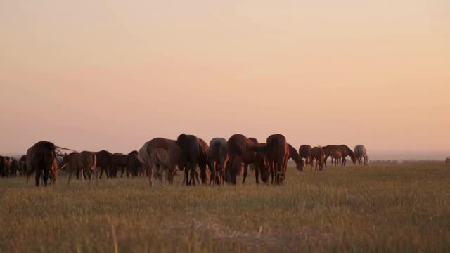 Horse breeding. Animals feeding on the field at sunset