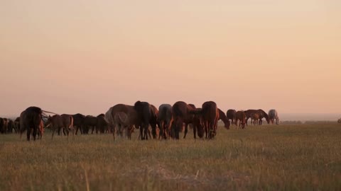 Horse breeding. Animals feeding on the field at sunset