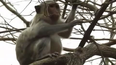 Macaca Parindo, Venha Ver Como É