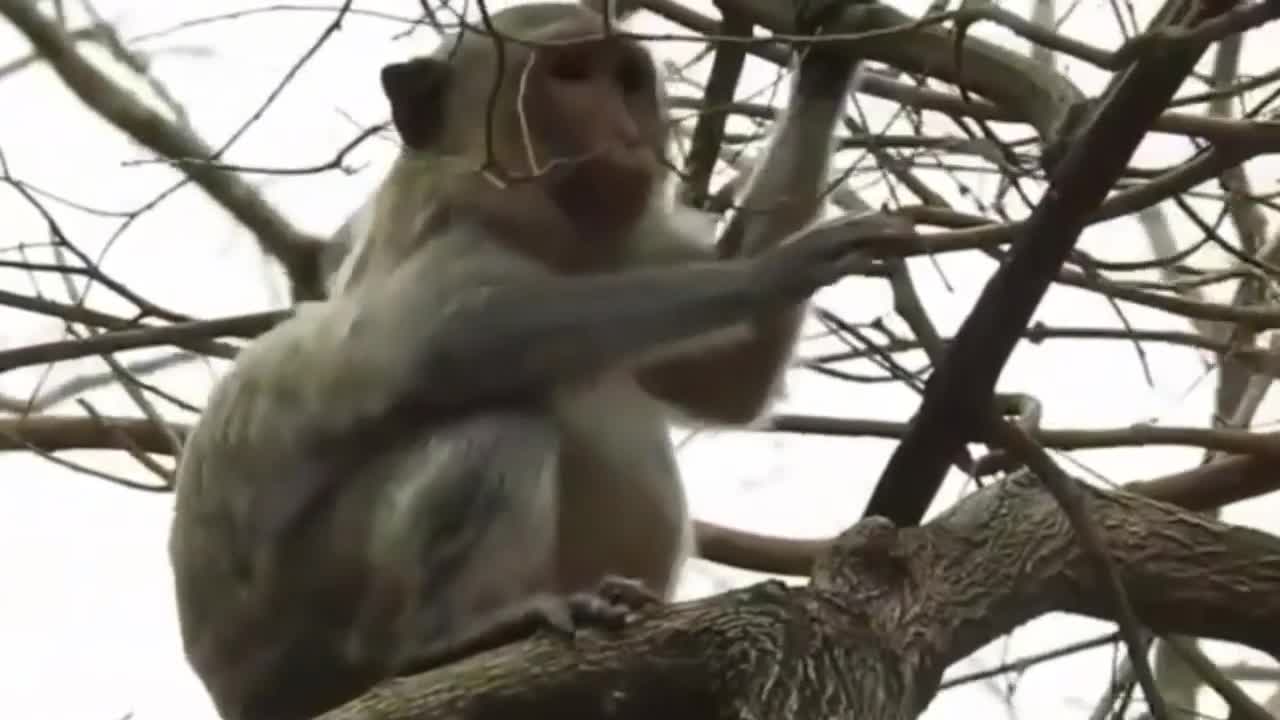 Macaca Parindo, Venha Ver Como É