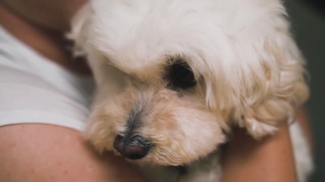 Close Up Video of Person Carrying a Dog
