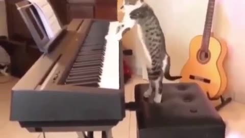 Funny cat