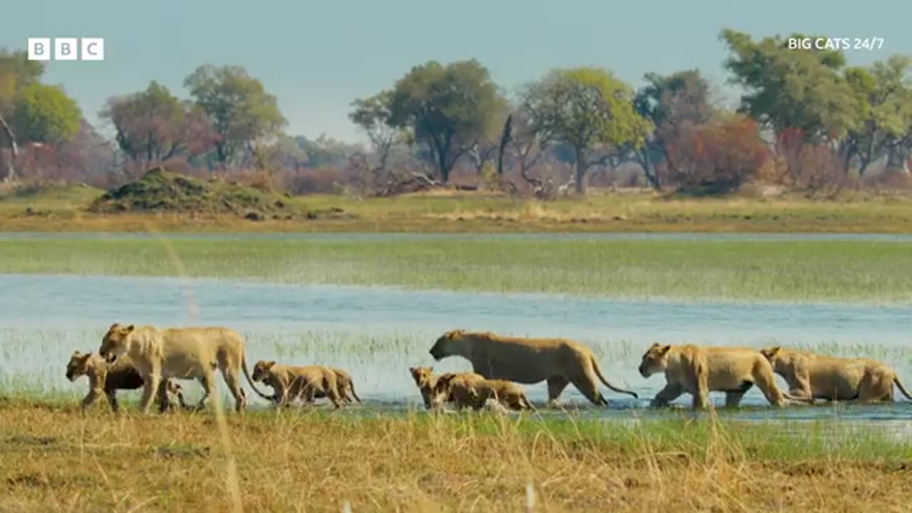 Buffalo force Lion cubs into crocodile-infested waters - BBC