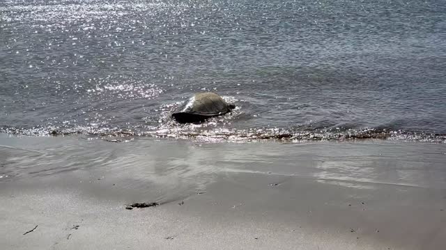 A Sea Turtle